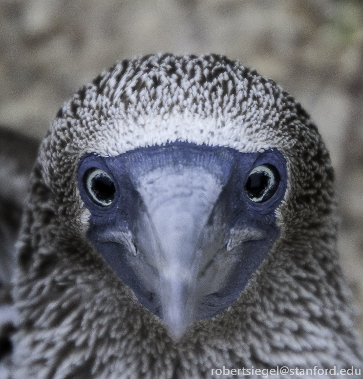 galapagos